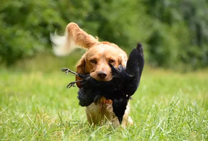 retriever hunting dog with bird in mouth