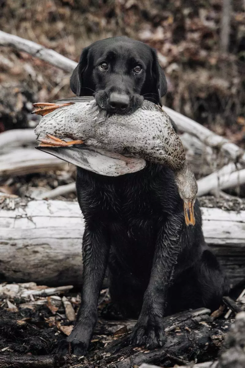 labrador retriever hunting dog with duck