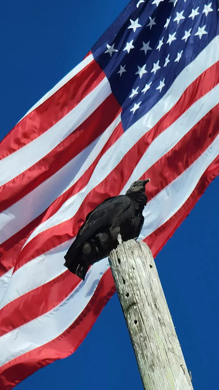 vulture and american flag at wootens
