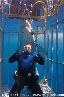 shark diver