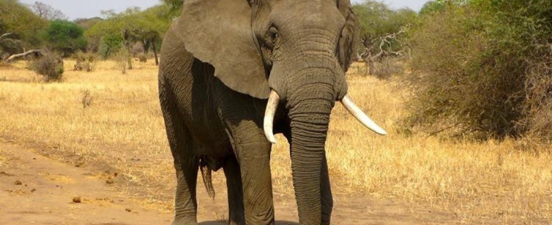 How to Plan The Best African Safari Tour