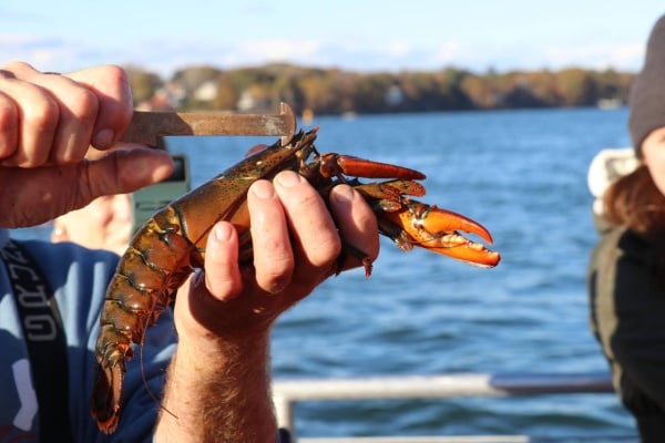 Lucky Catch Cruises: Authentic Lobster Boat Experience Perfect For a Maine Guys Trip