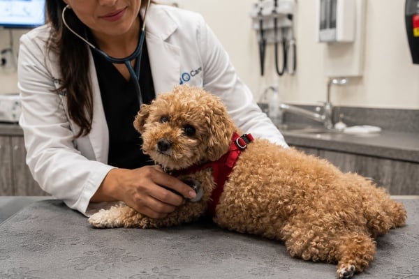 Smarter Ways to Handle Pet Expenses Before the Vet Bill Hits