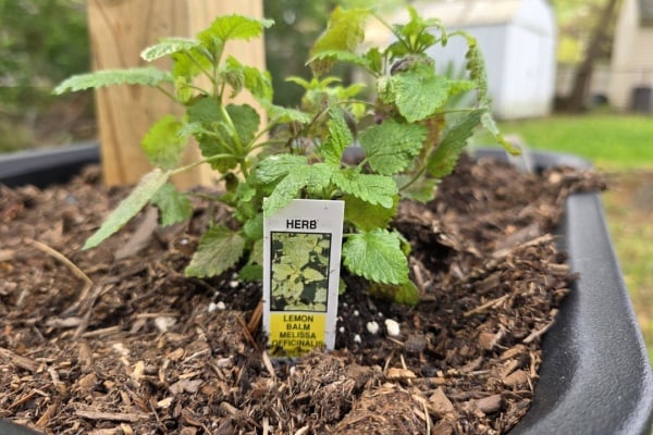 Natural Bug-Repellent Herbs for Your Backyard: 4 I Planted and 5 Others To Also Consider