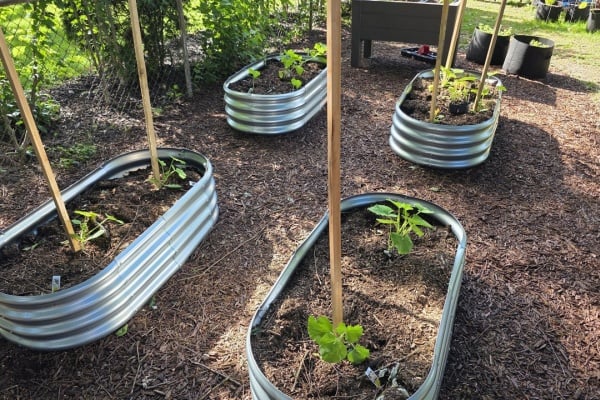 Tips For The New Garden Guy - Understanding Different Fertilizers and When To Use Which One