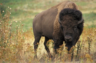 Yes, You Can Hunt American Bison Here's How