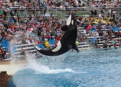 Orca Encounter at SeaWorld San Diego is a Great Show that Still Inspires