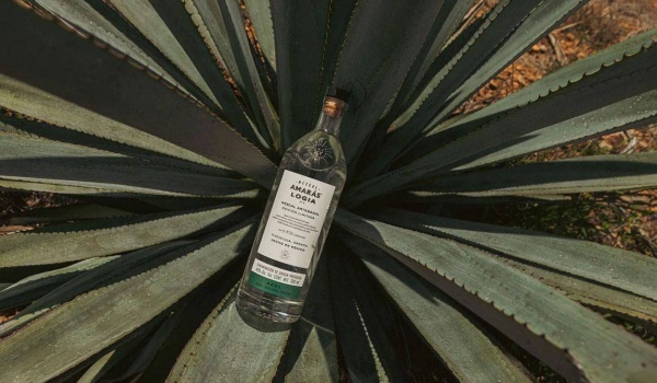 Mezcal Amaras Is Committed To Sustainably Produced Ancestral Mezcal 