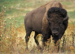 Hunting American Bison: How And Where To Hunt Bufflo In The United States