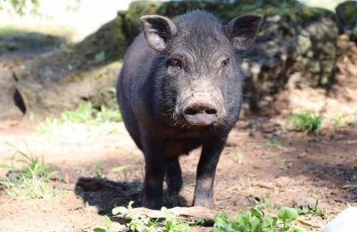 Hunting Wild Boar In Texas: Everything You Need To Know