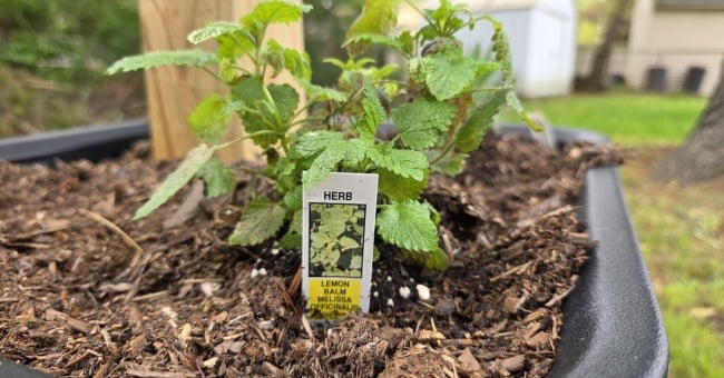 Natural Bug-Repellent Herbs for Your Backyard: 4 I Planted and 5 Others To Also Consider