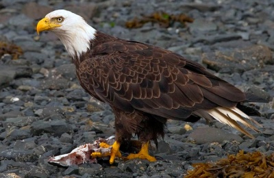 Best Places In America to See Bald Eagles