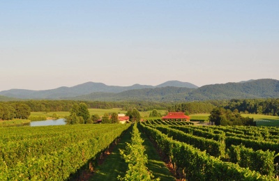Wineries Near Charlottesville Virginia Blend Wine History With Modern Innovation