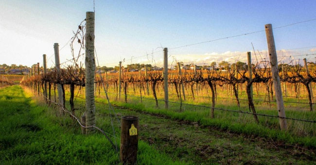 Vineyard Voyages: A Man's Guide to Australia's Premier Wine Regions