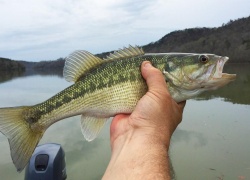 Bass Fishing for Beginners: 5 Mistakes That Keep You From Filling the Cooler
