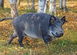 Everything You Need To Know To Go Wild Boar Hunting in California