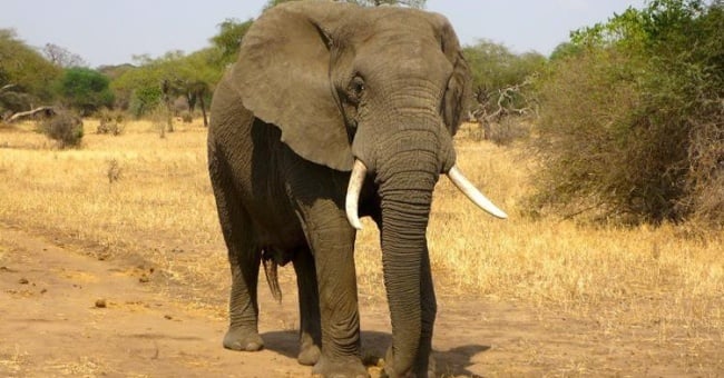 How to Plan The Best African Safari Tour
