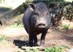 Hunting Wild Boar In Texas: Everything You Need To Know
