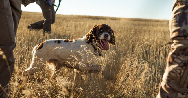 Popular Breeds That Make Good Hunting Dogs