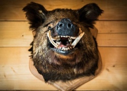 Introduction Guide to Hunting Wild Boar In the United States