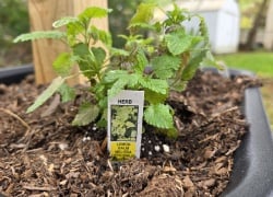 Natural Bug-Repellent Herbs for Your Backyard: 4 I Planted and 5 Others To Also Consider
