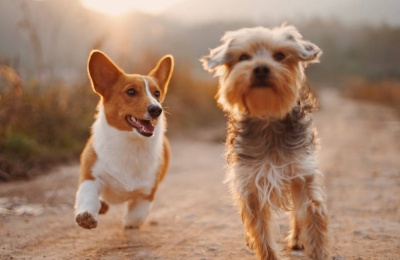Is Two Really Better Than One? Pros and Cons of Getting a Second Dog