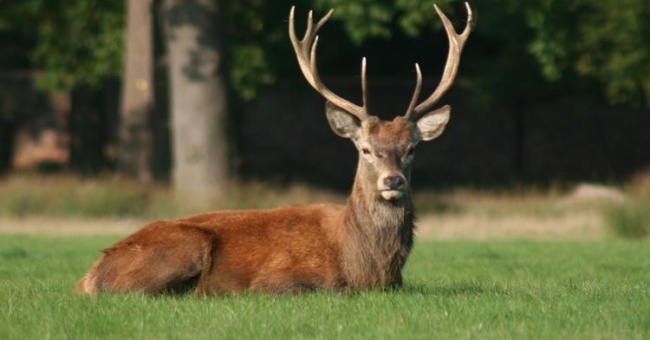 Deer Hunting Tips For Beginners: How You Can Learn To Hunt