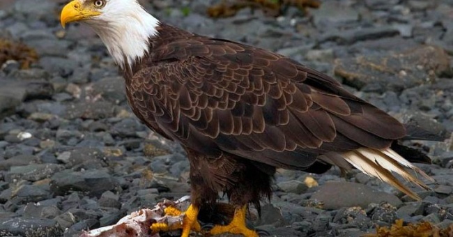 Best Places In America to See Bald Eagles