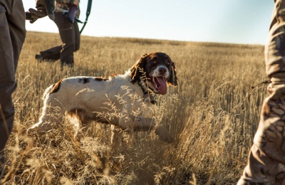 Popular Breeds That Make Good Hunting Dogs
