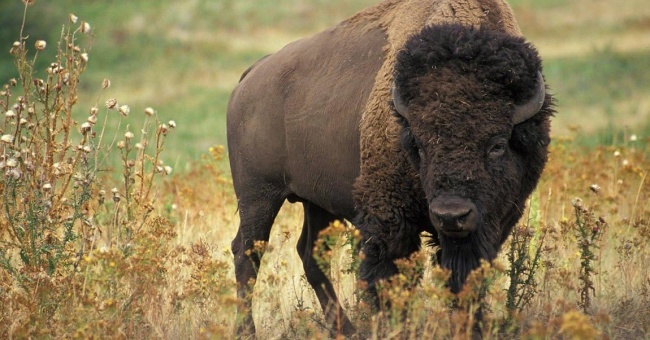 Hunting American Bison: How And Where To Hunt Buffalo In The United States