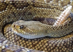 Getting Rid of Rattlesnakes: First, Prepare Your House and Yard to Keep Them Away