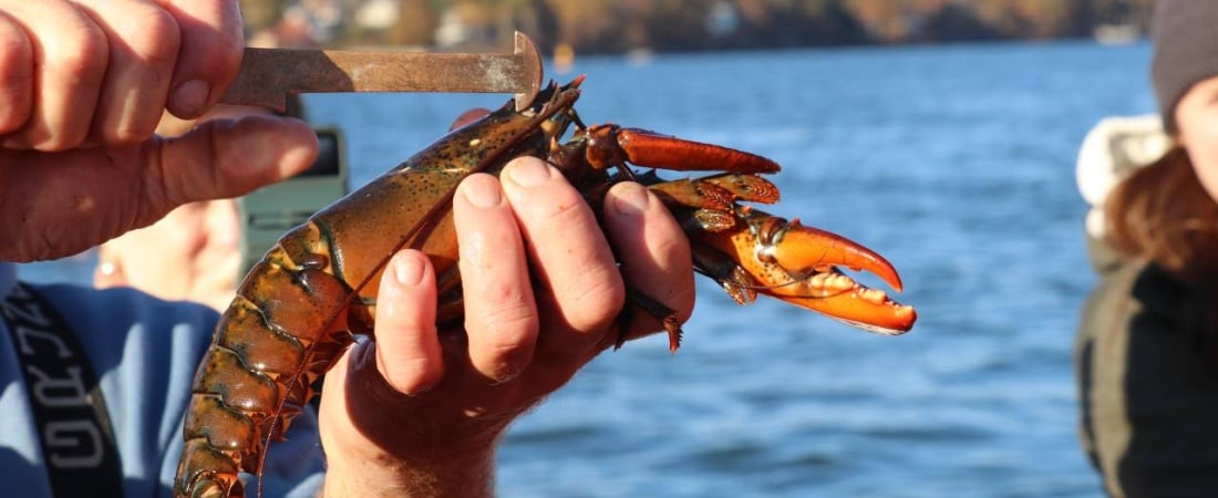 Lucky Catch Cruises: Authentic Lobster Boat Experience Perfect For a Maine Guys Trip