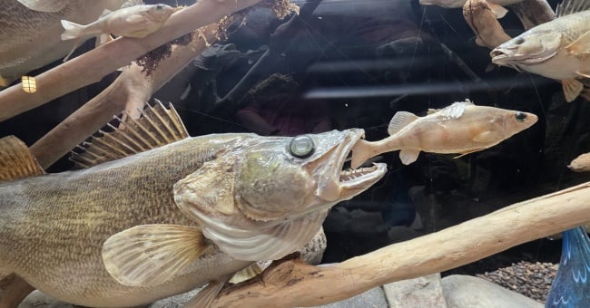 I Went Walleye Fishing for the First Time on Lake Erie - Here's What I Learned