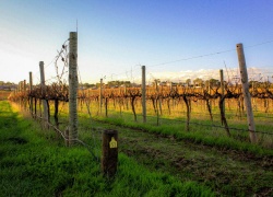 Vineyard Voyages: A Man's Guide to Australia's Premier Wine Regions