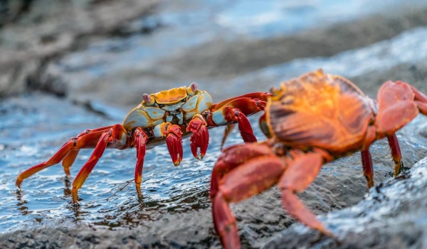 5 Exciting Outdoor Activities You Should Experience in Ecuador