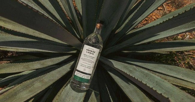 Mezcal Amaras Is Committed To Sustainably Produced Ancestral Mezcal 