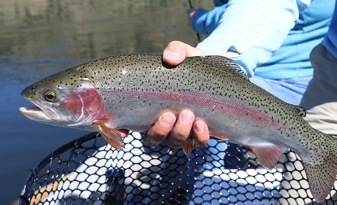 How To be a More Responsible Fisherman When You Travel