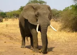 How to Plan The Best African Safari Tour