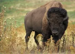 Hunting American Bison: How And Where To Hunt Buffalo In The United States