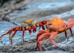 Outdoor Ecuador Bucketlist Adventures: Volcanoes, Hammerheads, and Cacao