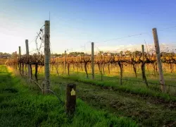 Vineyard Voyages: A Man's Guide to Australia's Premier Wine Regions