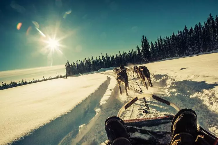 dogsledding in alaska on northern lights photo tour