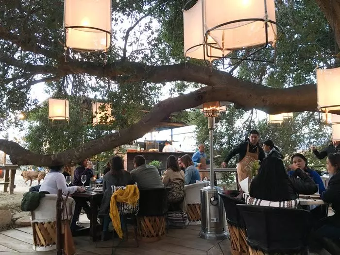 animalon dining under an oak tree 2