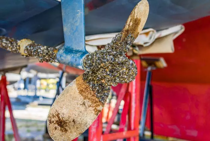 invasive species transported on propeller to montana
