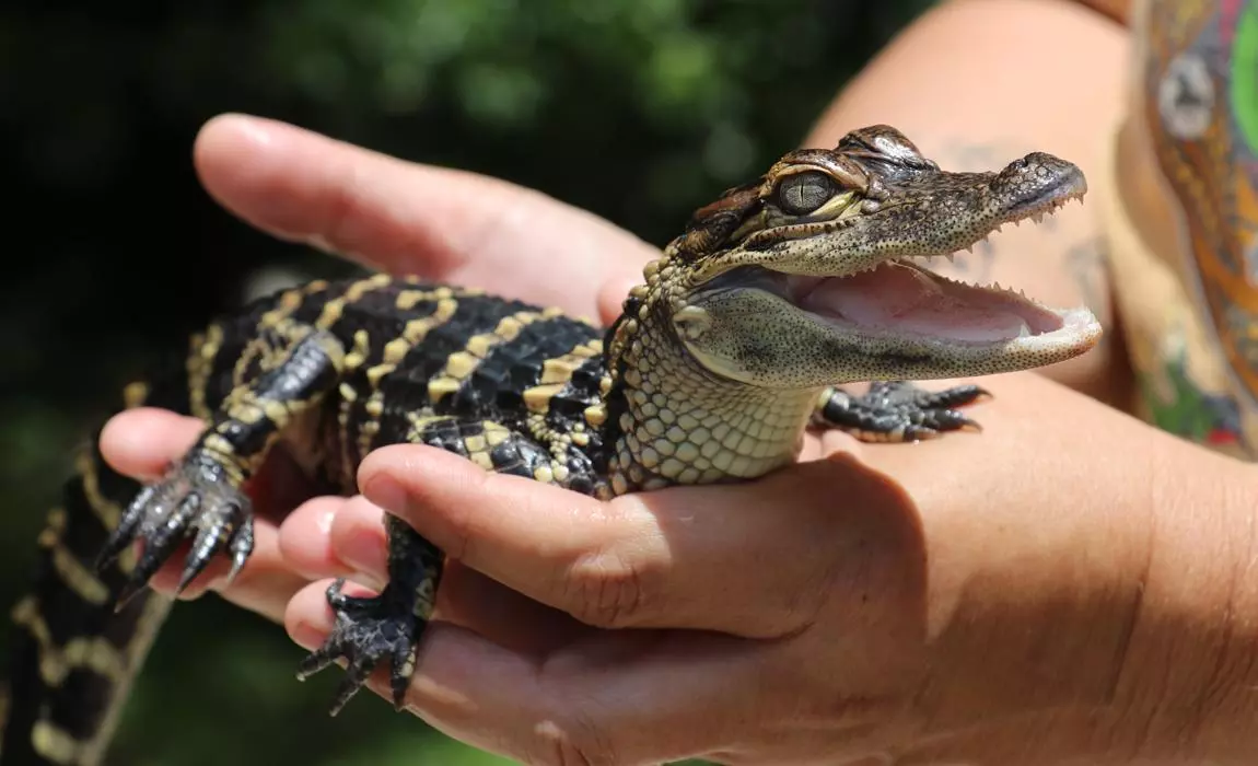 Baby Alligator at Babcock Ranch Eco Tour