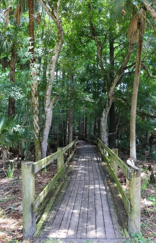 swamp walk pathway babcock ranch eco tour