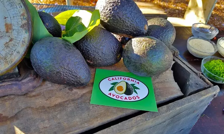 California Avocados