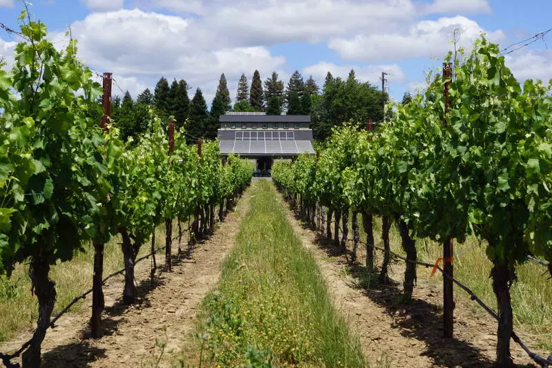Amista Vineyards
