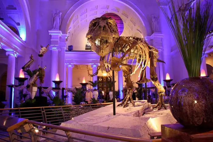 sue the t rex at the field museum of natural history in chicago