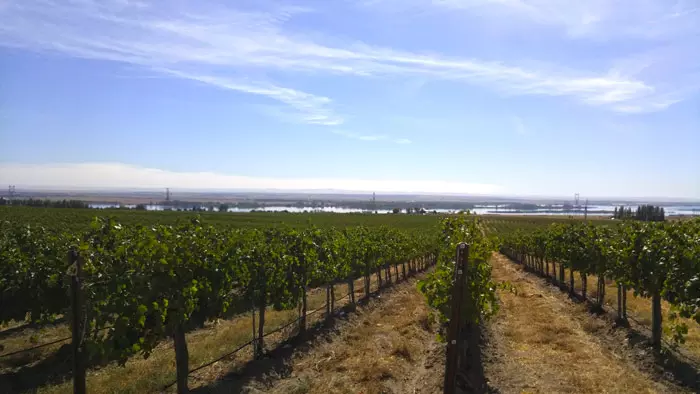 river view from vineyard